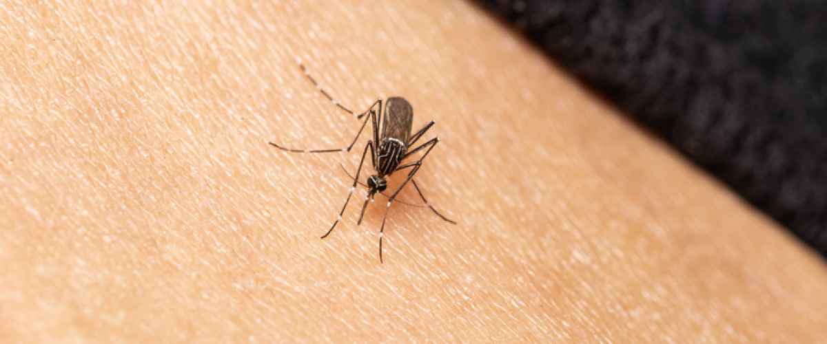 Kan man helbredes for malaria?