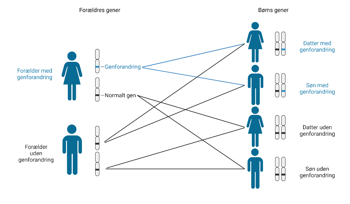 Figur over arvegangen for BRCA-generne 