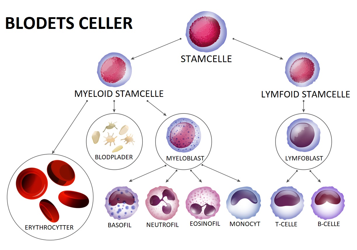 Blodcellernes udvikling og inddeling