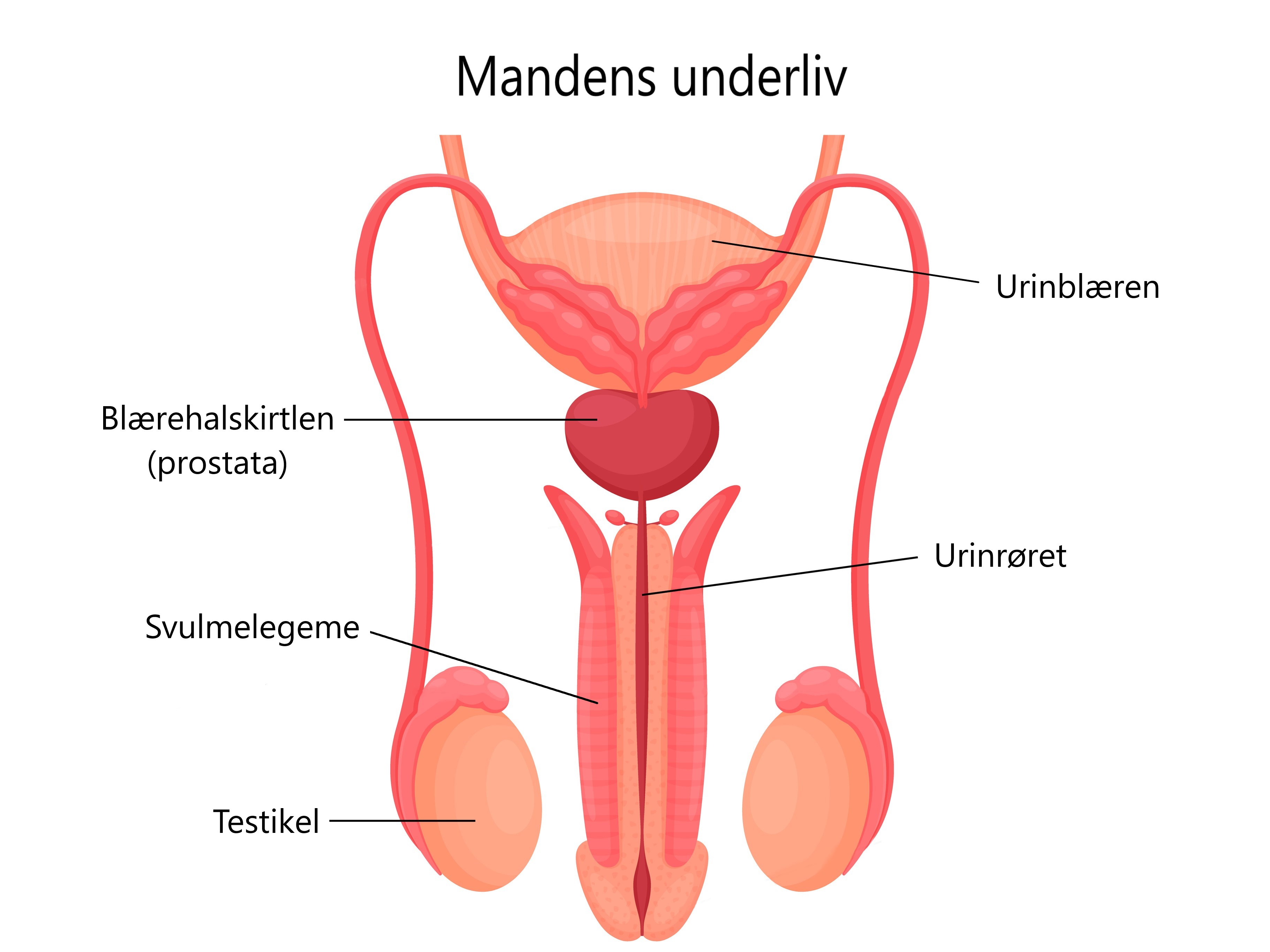 Onani - Mandens underliv