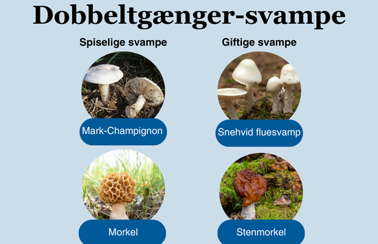Mark champignon og hvid fluesvamp, morkel og stenmorkel Dobbeltgængersvampe