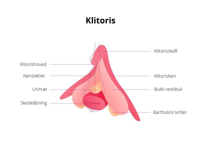 Onani - Klitoris' anatomi set både udvendigt og indvendigt.