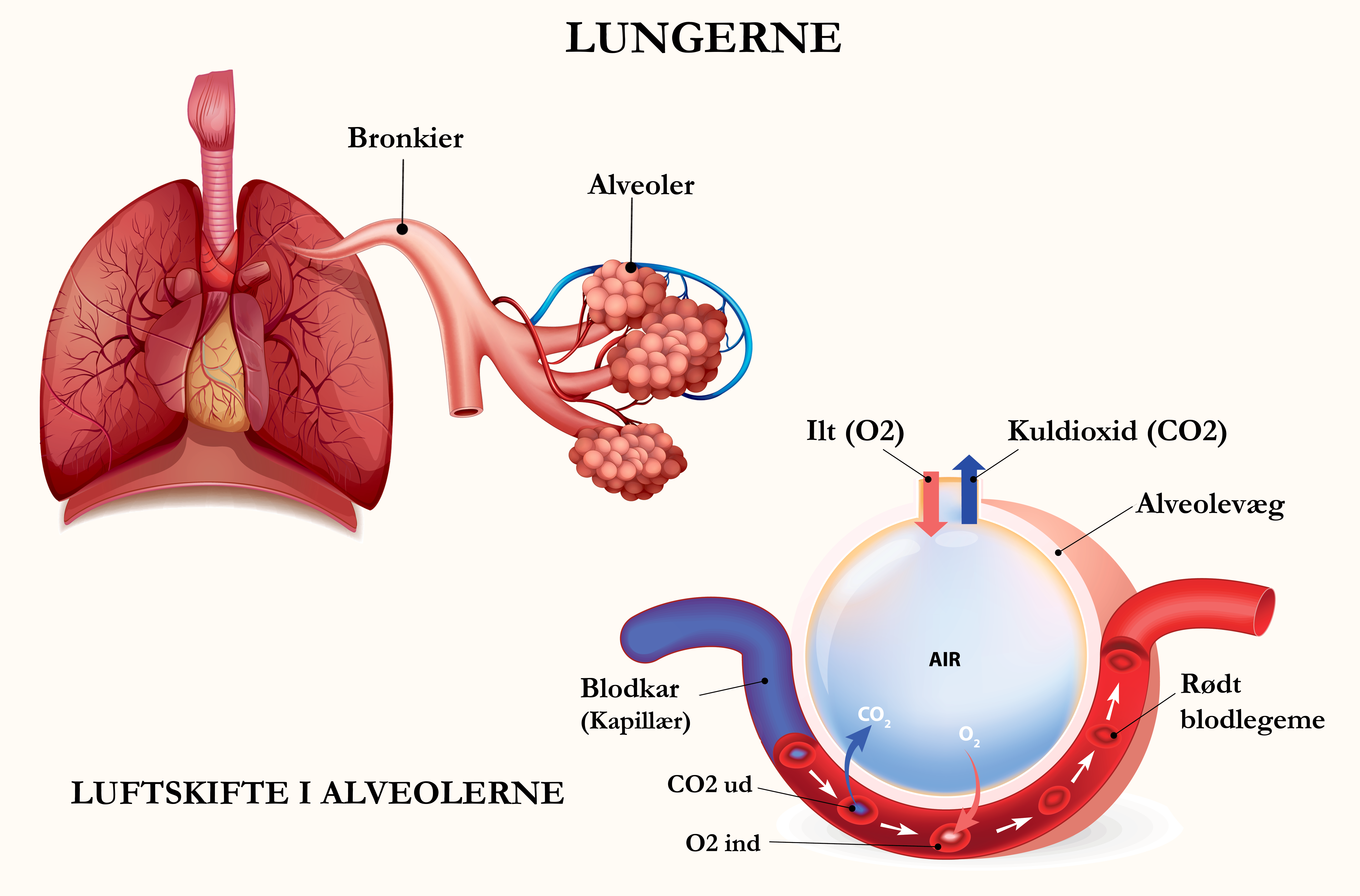 Hvor sidder lungerne og hvordan ser de ud? 