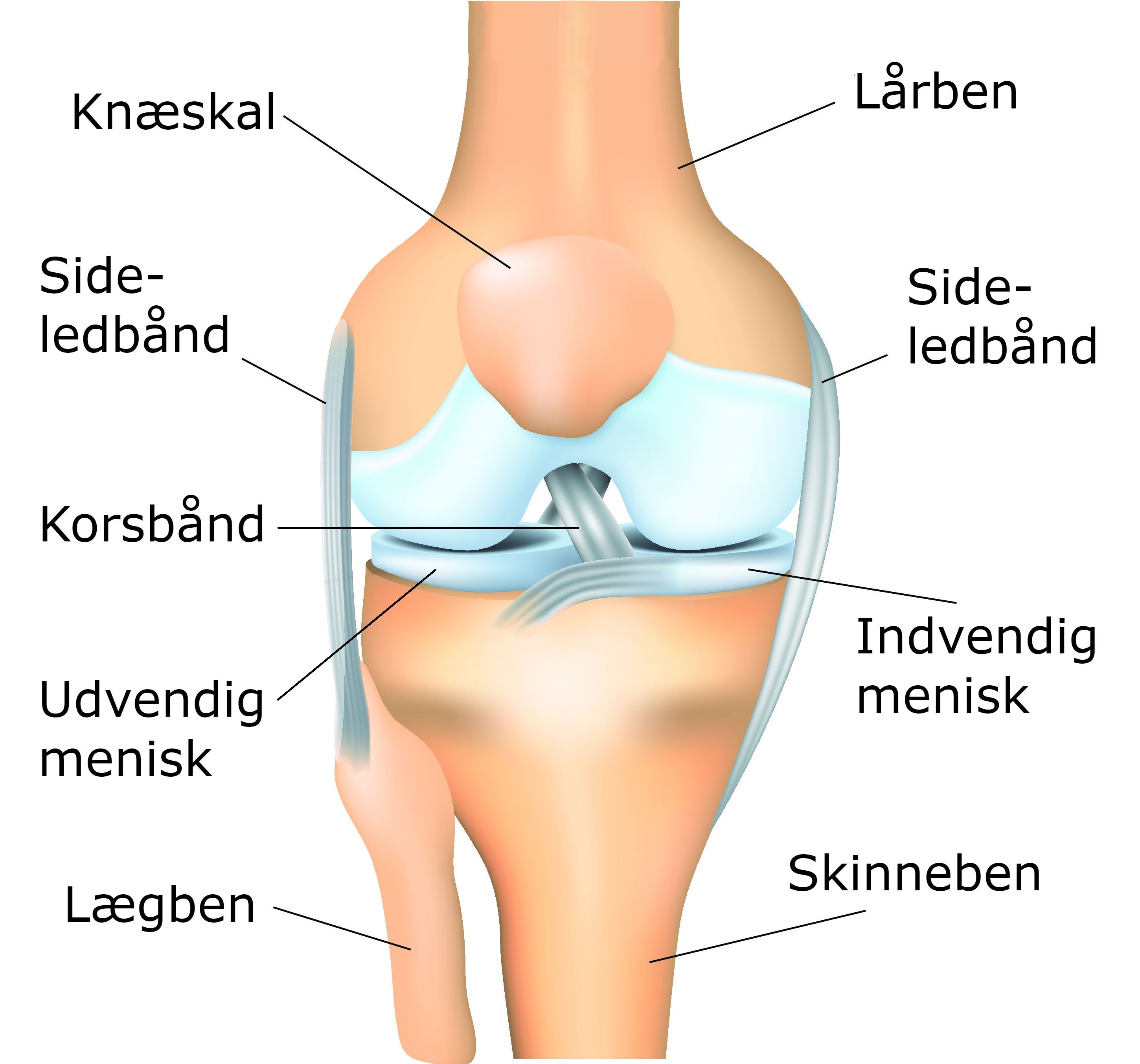 komme ud for absorption bypass Knæskader - menisken