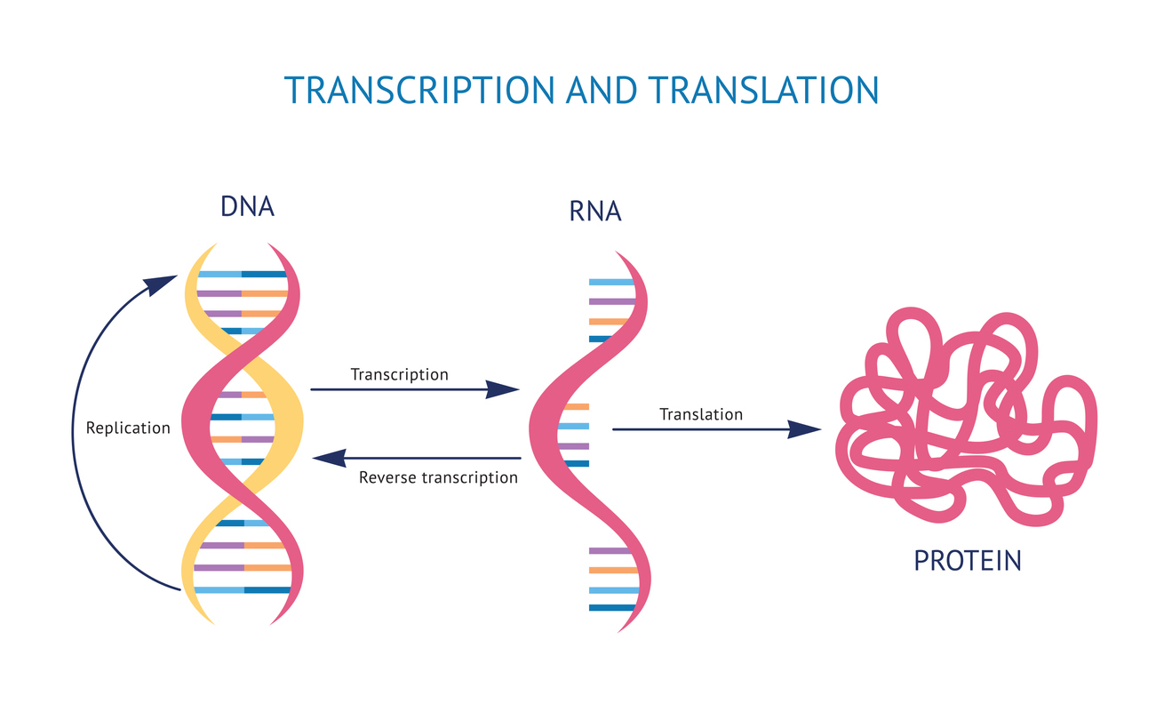 DNA oversættes, gennem RNA, til proetiner