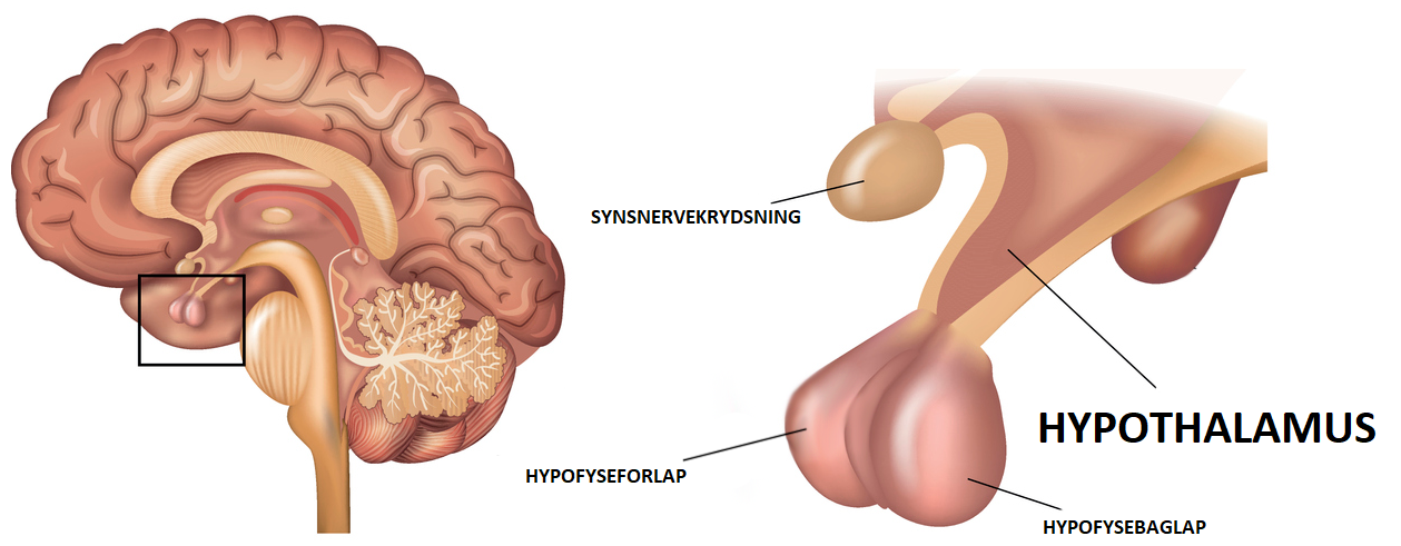 Hypothalamus
