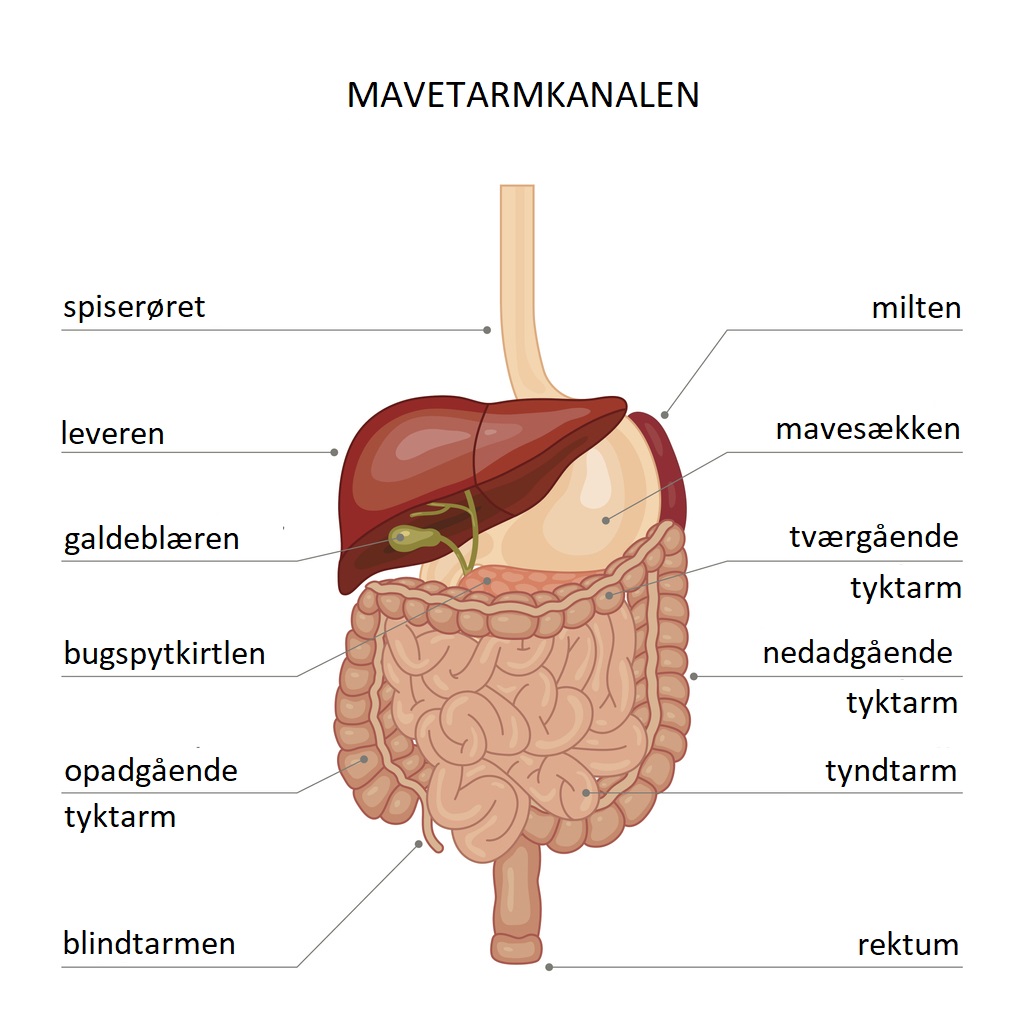 Mavetarmkanalen